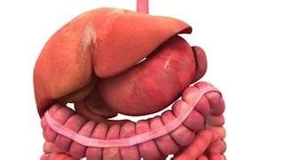 Digestive System Animation in Gurgaon | ID: 7727497673