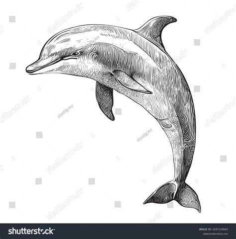 dolphin cartoon drawing    draw  dolphin cute drawing  dolphin