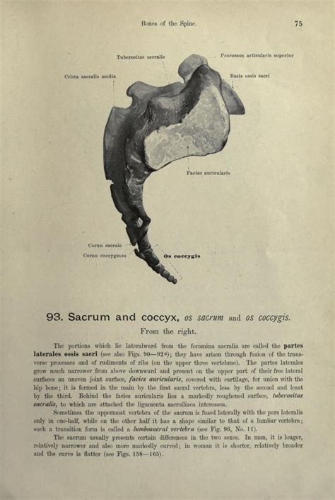 Hand Atlas Of Human Anatomy By Spalteholz Werner 1861 Dessin