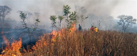 Deforestación Acelerada Intensifica La Sequía Y Los Incendios En San