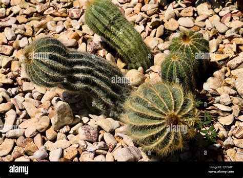 Big Round Cactus Banque De Photographies Et Dimages à Haute Résolution Alamy