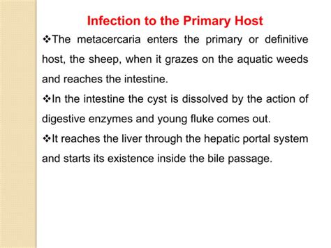 Life Cycle Of Fasciola Hepatica Trematods Ppt