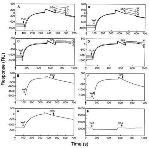 Staphylococcal Enterotoxin A Induces Survival Of Vh3 Expressing Human B