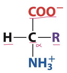 Biochem Amino Acids Flashcards Quizlet