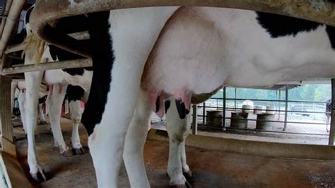 Close Udder Young Female Cow Farm Stock Footage Video (100% Royalty-free) 1022032483 | Shutterstock