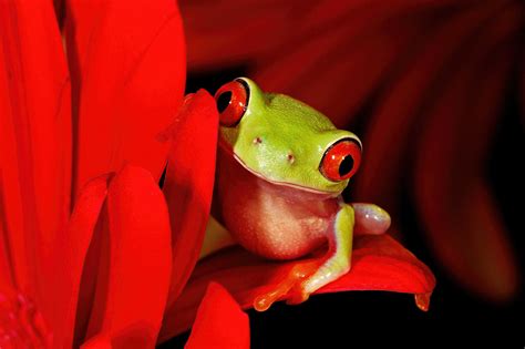 Young Red Eyed Tree Frog On Bright Red Flower In Explore Flickr