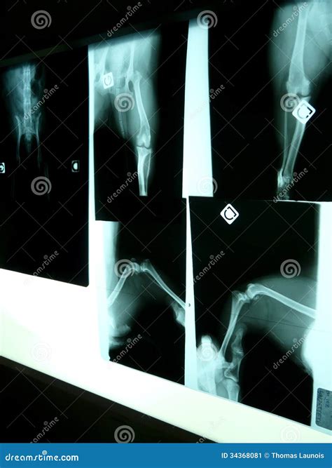 X-rays at the vet stock image. Image of holding, computer - 34368081