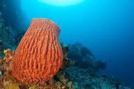 Giant barrel sponge - Alchetron, The Free Social Encyclopedia