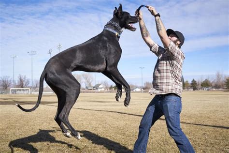 What Are The Top 10 Tallest Dog Breeds Hubpages