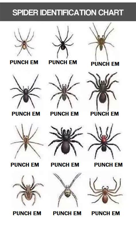 Nsw Spiders Identification Chart A Visual Reference Of Charts Chart ...