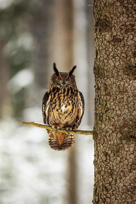 Eagleowl Bubo Eurasi Tico Sentado En Un Rbol De Abeto Foto De Archivo