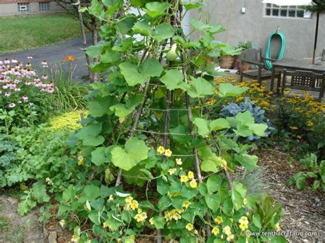 Summer Squash Plant Trellis