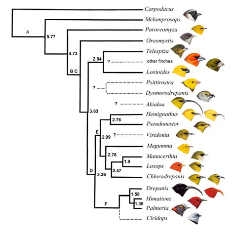 A Diagrammatic Representation Of Hawaiian Honeycreeper Evolution Solid