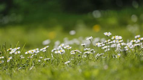 Wallpaper Sunlight Flowers Nature Field Green Matricaria Dew