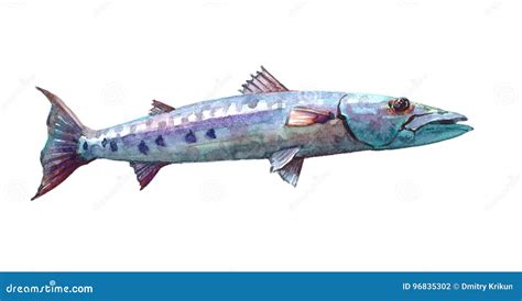 Barracuda Fish Vector Illustration Transparent Background Royalty-Free Cartoon | CartoonDealer ...