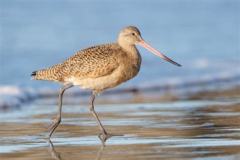 Zenfolio | Feather Light Photography | Marbled Godwit | Marbled Godwit