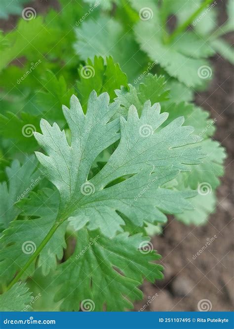 Coriandrum Sativum Imagen De Archivo Imagen De Cilantro 251107495