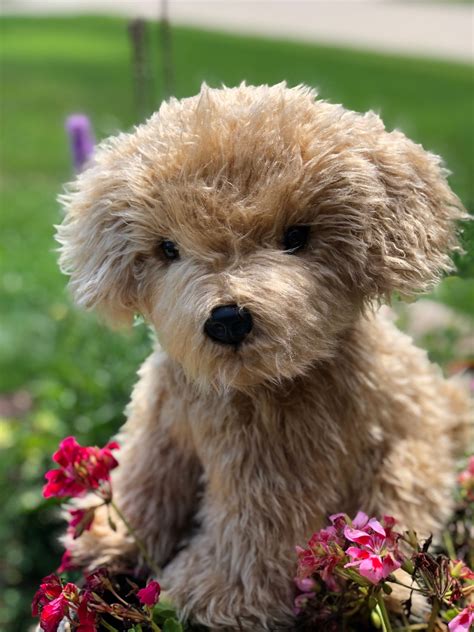 Labradoodle Plush Puppy Dog Stuffed Animal Etsy