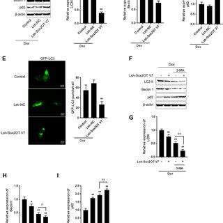 Dox Treatment Induces Autophagy And Sox2OT V7 Expression In U2OS Cells