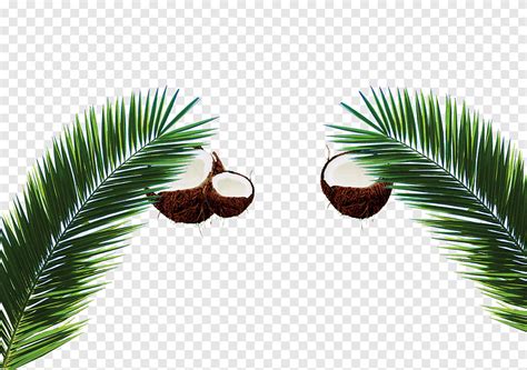 Arecaceae กะทใบมะพราว ปาลม arecales png PNGEgg