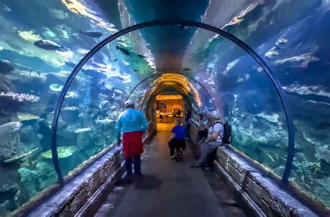 Is Mandalay Bay Aquarium Worth It? PHOTOS! (Shark Reef Aquarium ...