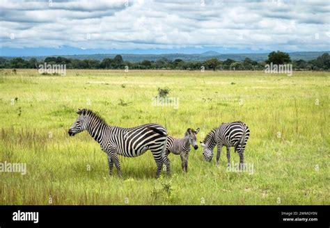 A Zebra Foal With Its Mother And Another Female Zebra In Mikumi