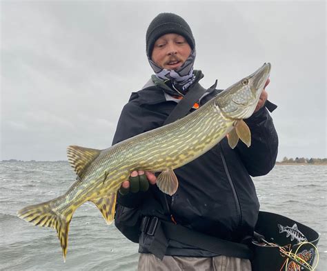 Vliegvissen op snoek in Rügen VissenopRoofvissen