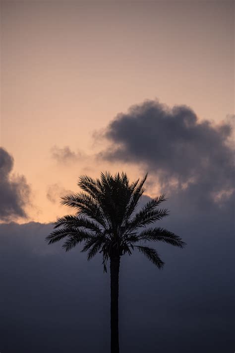 Palm Tree Clouds Twilight Dark HD Phone Wallpaper Peakpx