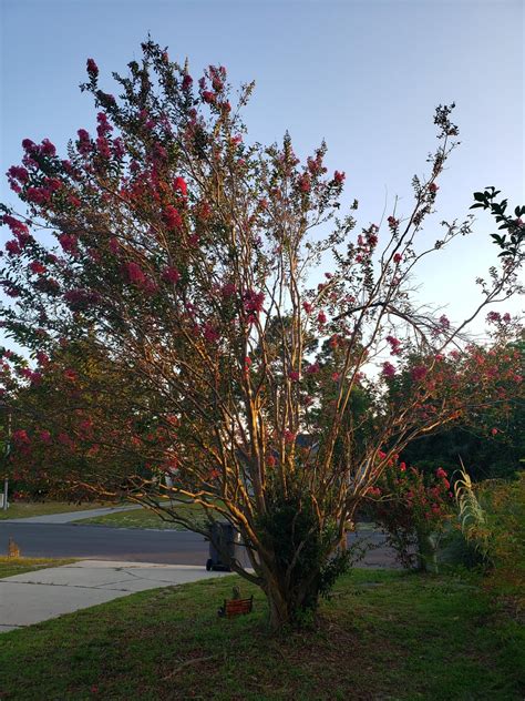 Crepe myrtle pruning? : r/gardening