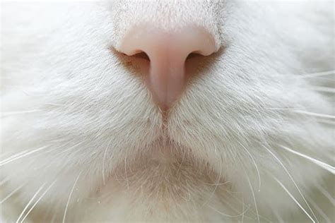 Nose Bleed in Cats - Symptoms, Causes, Diagnosis, Treatment, Recovery ...