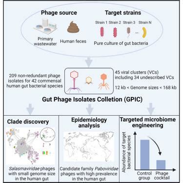 Large Scale Phage Cultivation For Commensal Human Gut Bacteria Cell