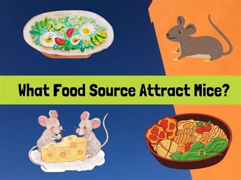 What Does Mice Eat All You Need To Know Things That Attract Mouse