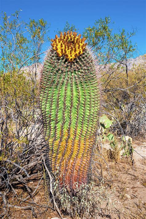 Barrel Cactus Fruit Photograph by Katie Dobies - Pixels