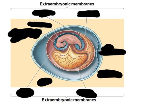 Amniotic egg Diagram | Quizlet