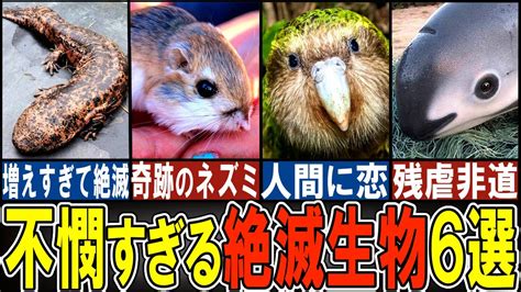 【閲覧注意】絶滅寸前の可哀想な生き物6選【ゆっくり解説】【動物おもしろ雑学】 Youtube