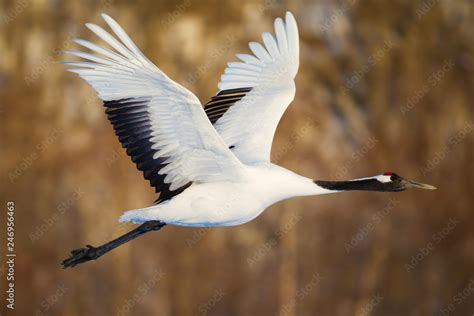 Red Crowned Crane Bird Dancing On Snow And Flying In Kushiro Hokkaido