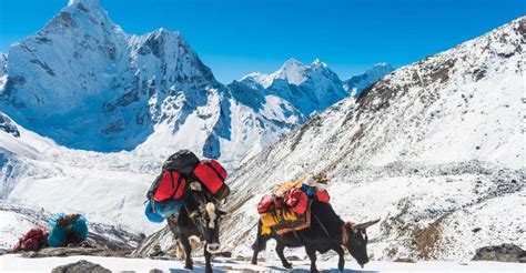 Annapurna Circuit Und Tilicho See 17 Tage Trek GetYourGuide