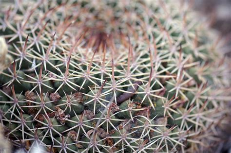 Cactofili Forum Di Cactus E Succulente Leggi Argomento