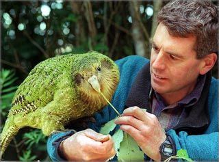 Parrot Conservation and The Kakapo Parrot of New Zealand | Kakapo ...