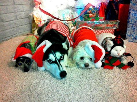 50 Pets In Christmas Costumes That Will Get You In The Holiday Spirit ...