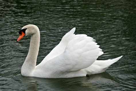 Cisne Cisnes Agua De Aves Cuello Foto Gratis En Pixabay