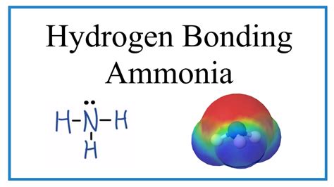 Hydrogen Bonding In Ammonia Nh3 Youtube