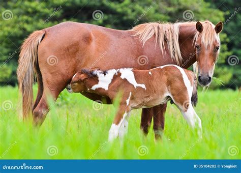 Cría Del Potro Del Caballo De La Yegua Fotografía De Archivo Imagen