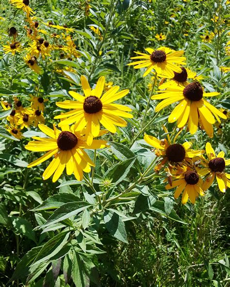 Sweet Black-eyed Susan (Rudbeckia subtomentosa) | Heartland Seed of ...