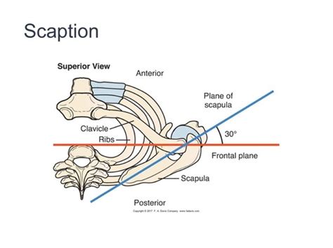 Shoulder Girdle Flashcards Quizlet