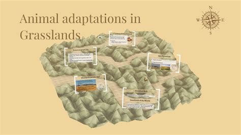 Animal adaptations in Grasslands by maha kk