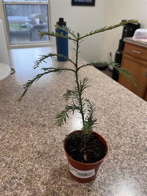 Coastal Redwood Sapling Leaf Tips Turning Yellow R Gardening