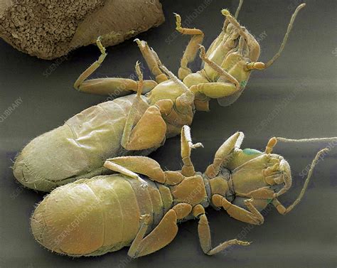 Flour Beetle Larva Sem Stock Image F Science Photo Library