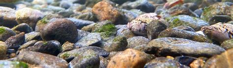 Science Corner — Narragansett Bay Estuary Program