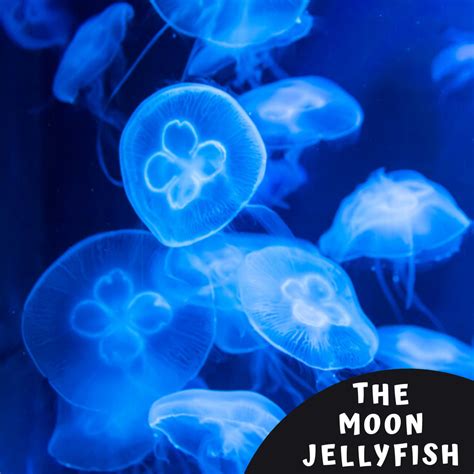 The Moon Jellyfish | Jellyfish, Jellyfish design, Ocean life